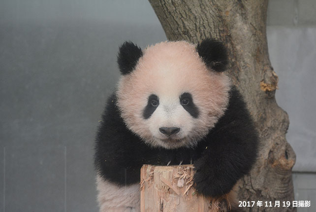 土居利光(元上野動物園園長)の経歴やプロフィールや年収は?パンダの意外な生態とは? うわさのアイツとアレとアレ!